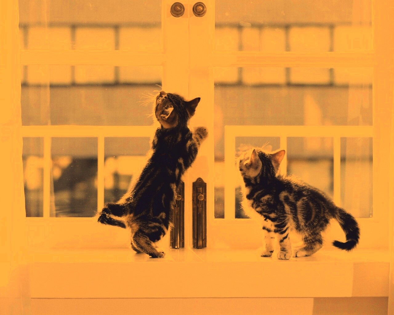 Котята у окна обои