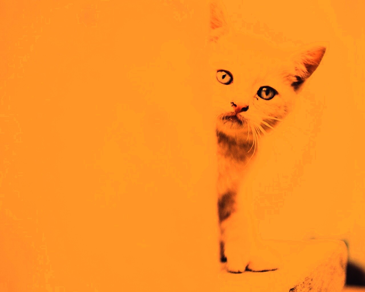 Котик из-за угла обои