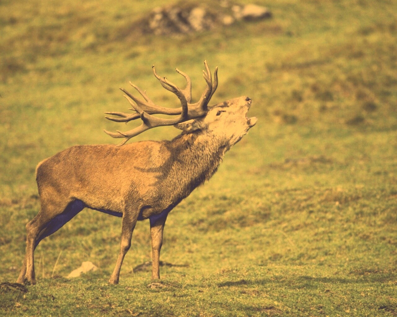 Лось зовёт сородичей обои