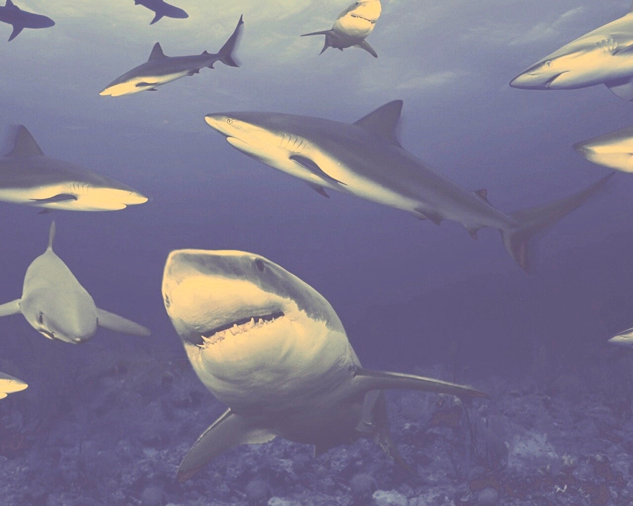 Стая акул обои