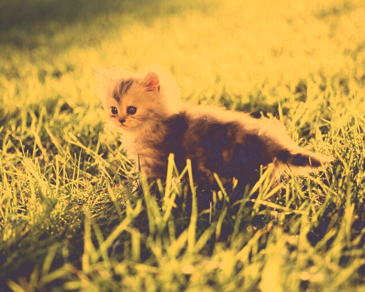 Котёнок в траве обои