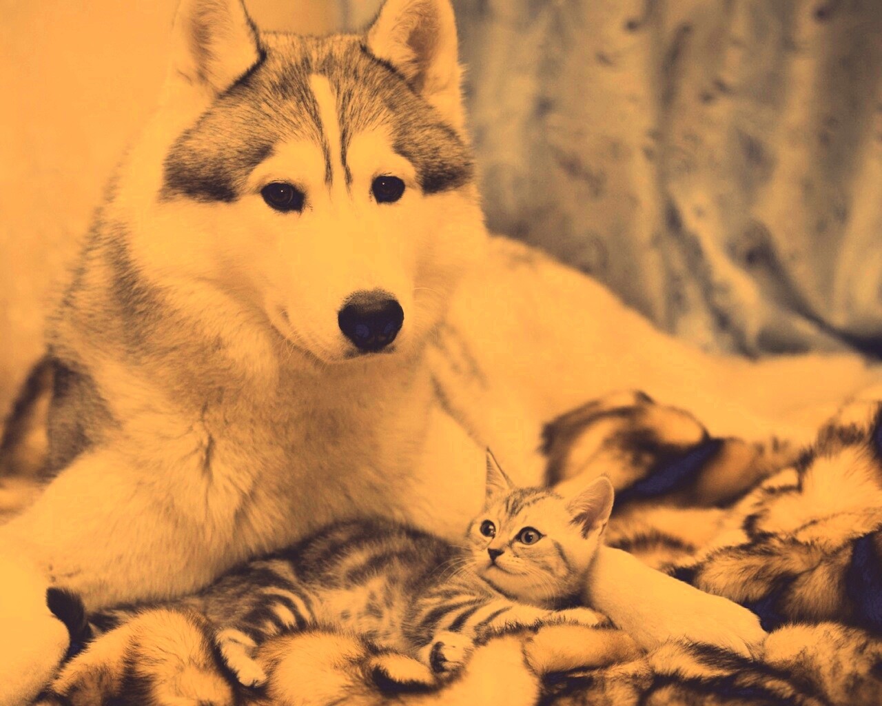 Собака и котенок обои
