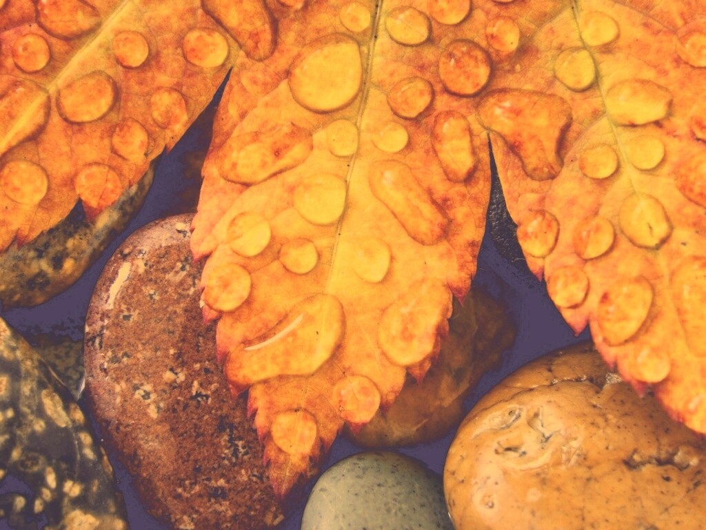 Мокрые листья на камнях обои