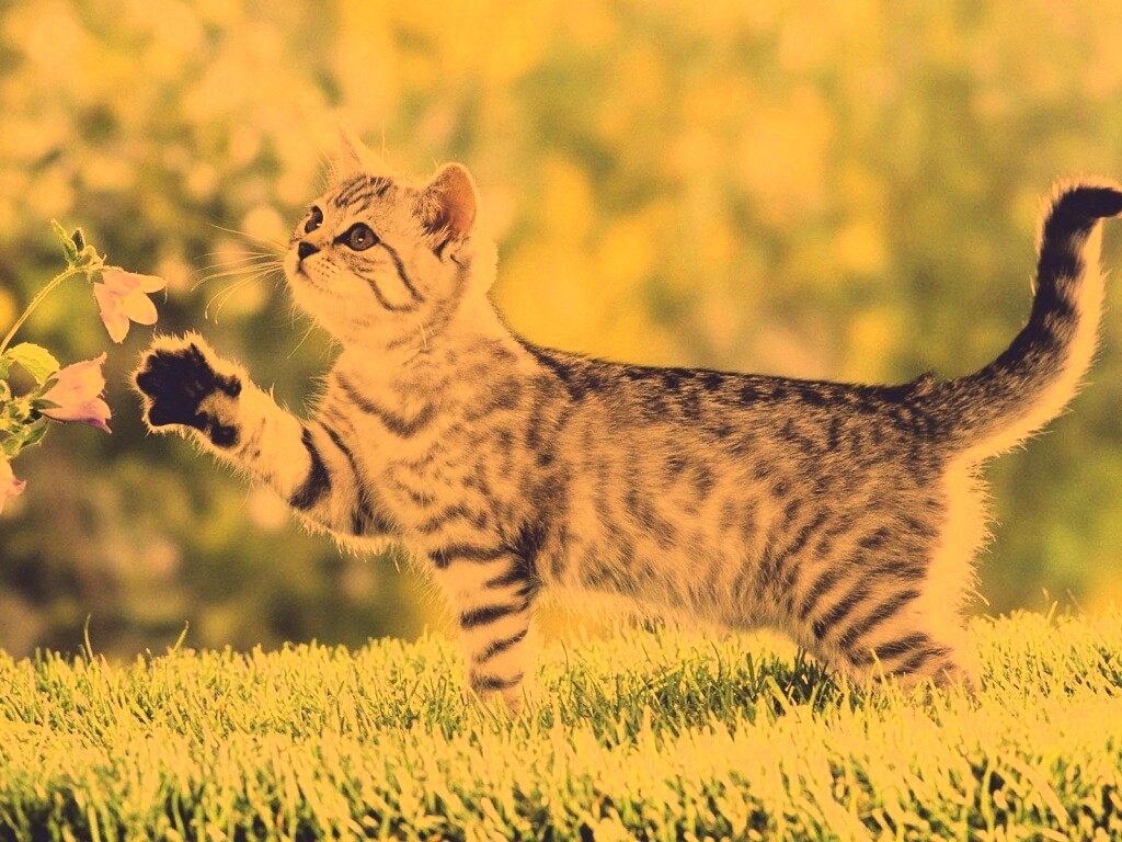 Котенок играет с цветами обои
