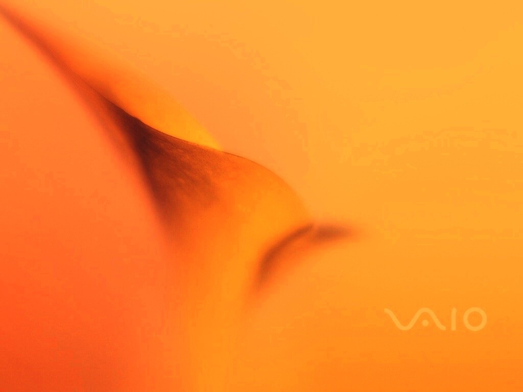 Цветок и логотип Vaio обои