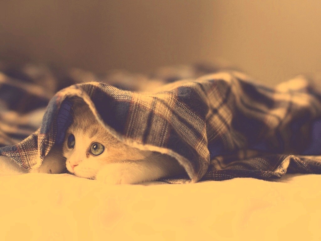 Котенок под одеялом обои