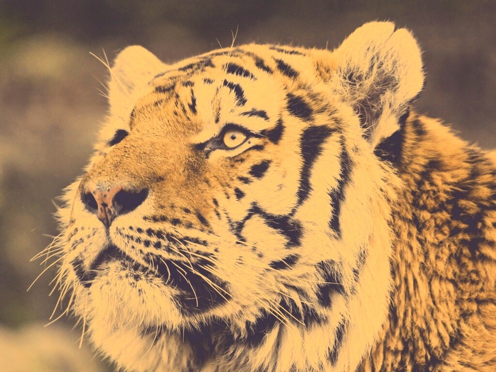Амурский тигр обои