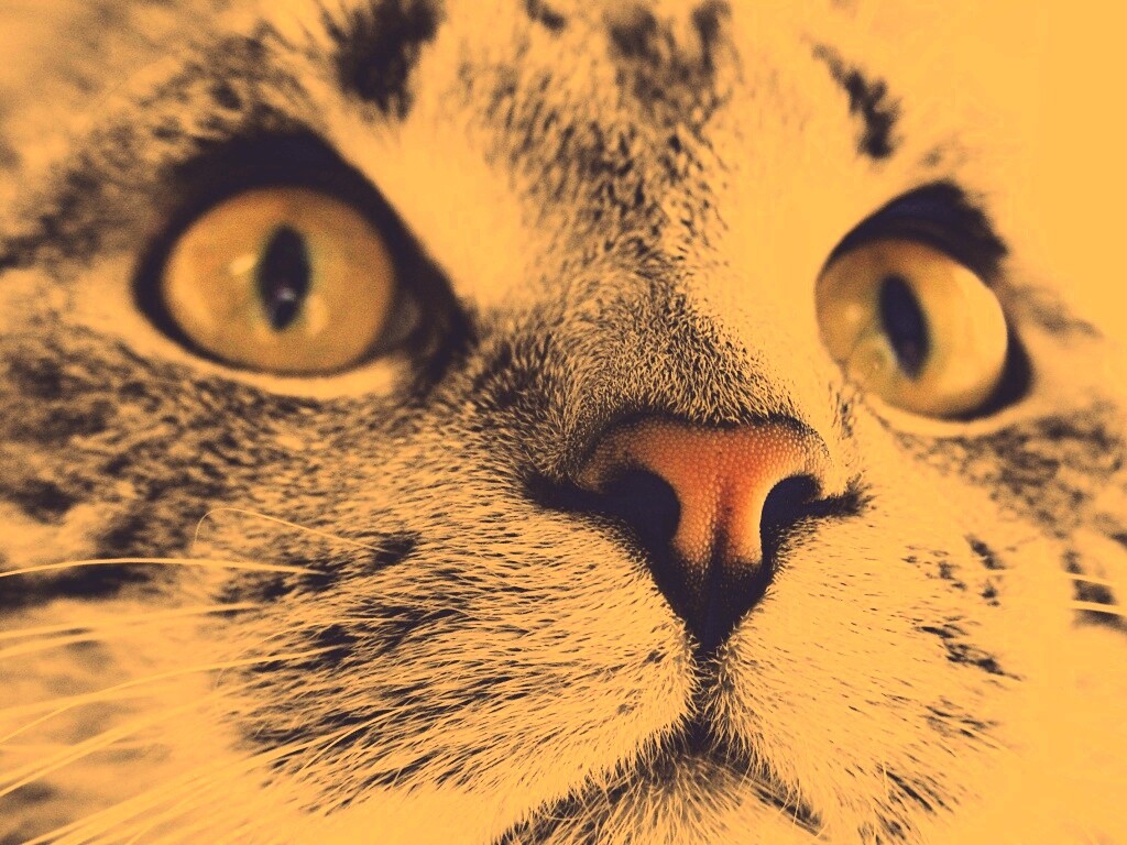 Кошачья мордочка обои
