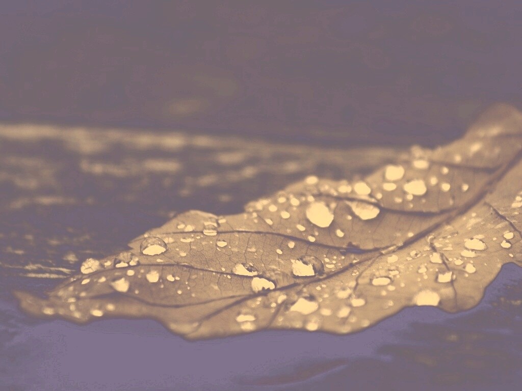 Лист обои