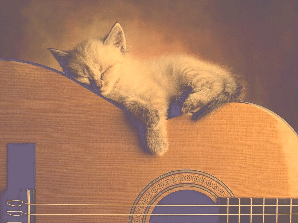 Котенок на гитаре обои
