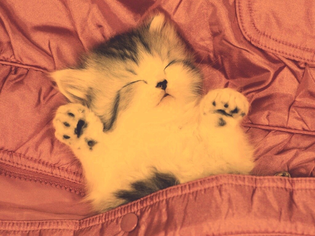 Котенок на розовой куртке обои