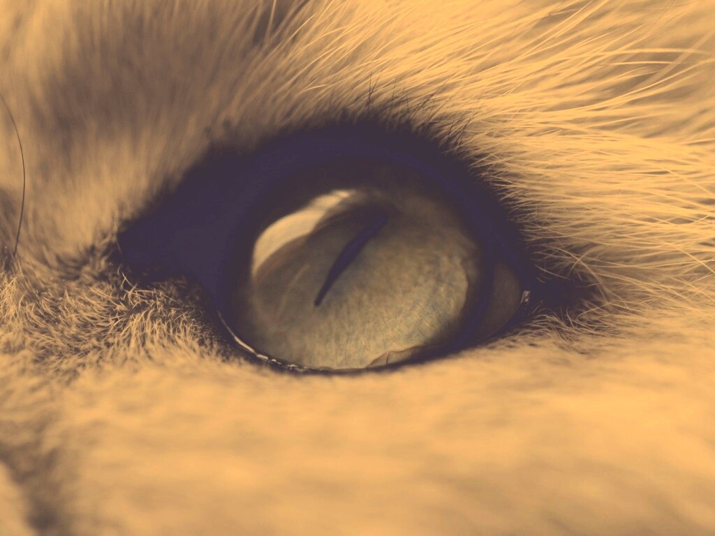 Кошачий глаз обои