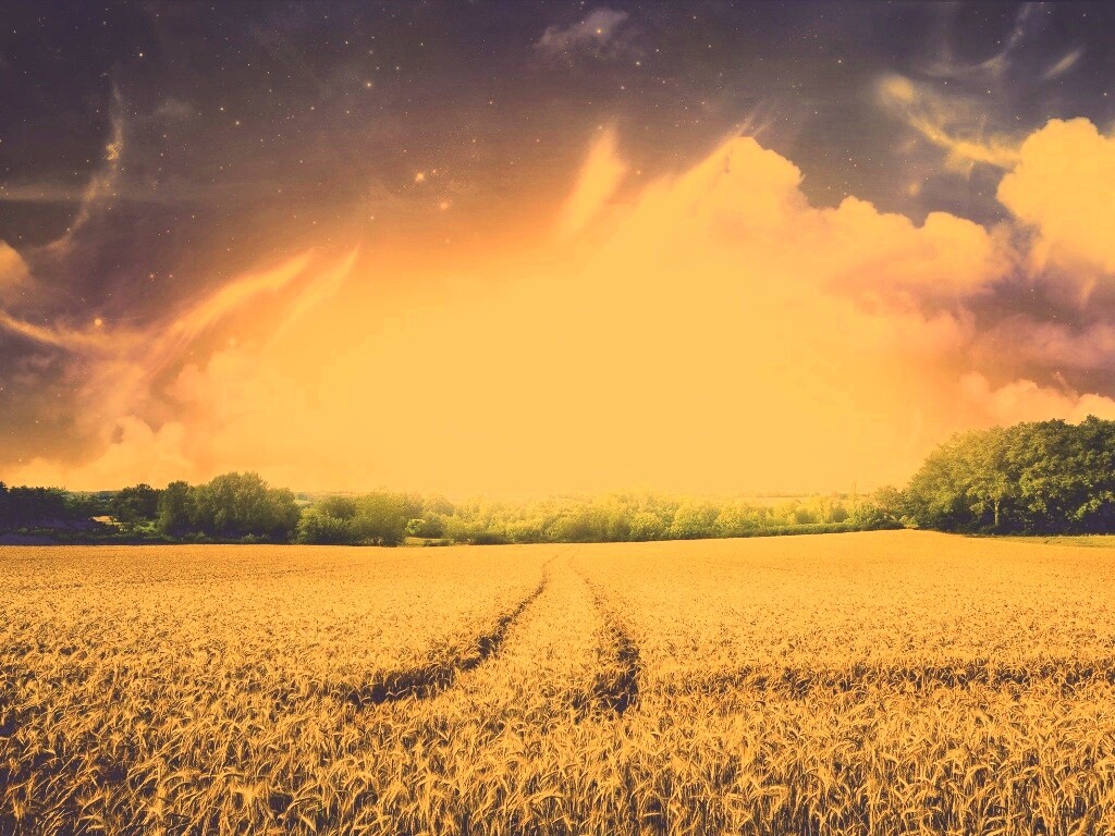 Поле обои
