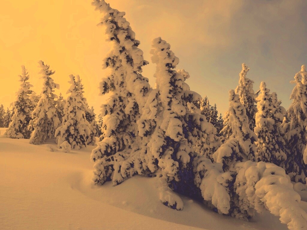 Ели в снегу обои
