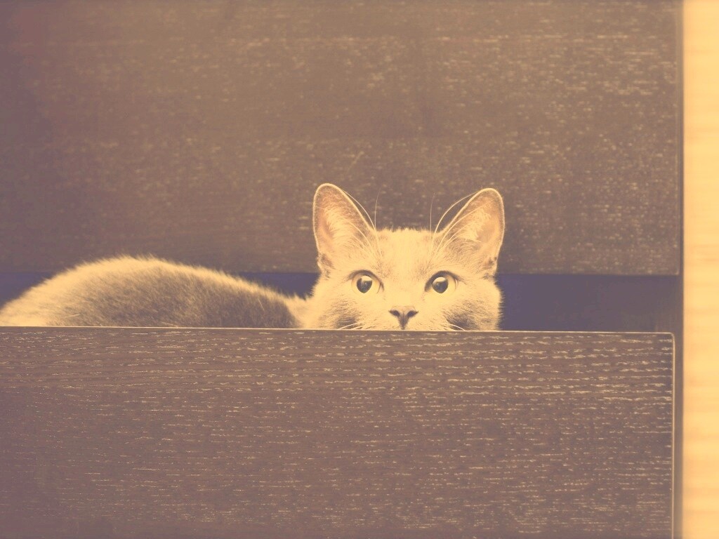 Кот в ящике комода обои