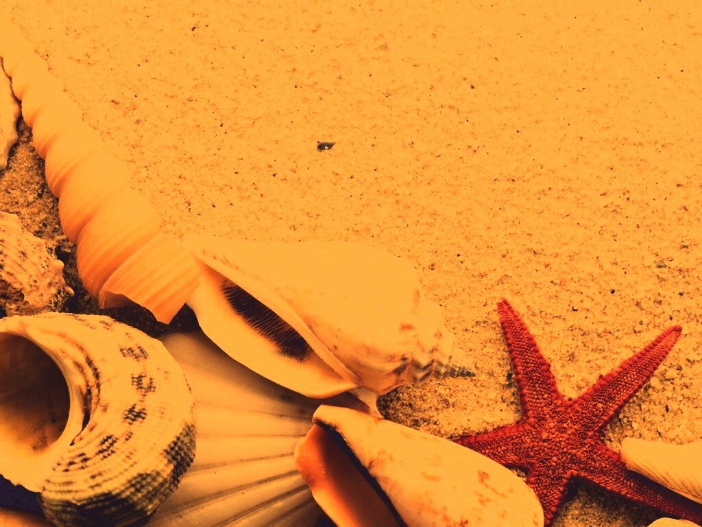 Морские раковины и звезды обои