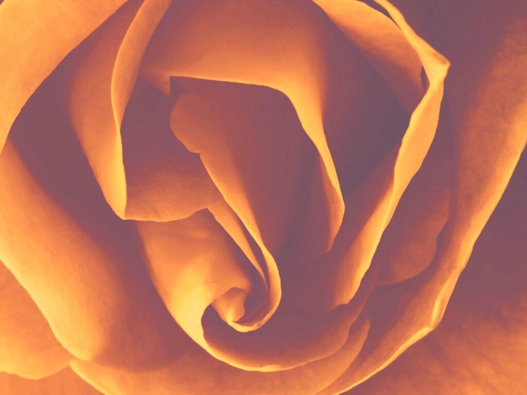 Макро фотка бутона обои