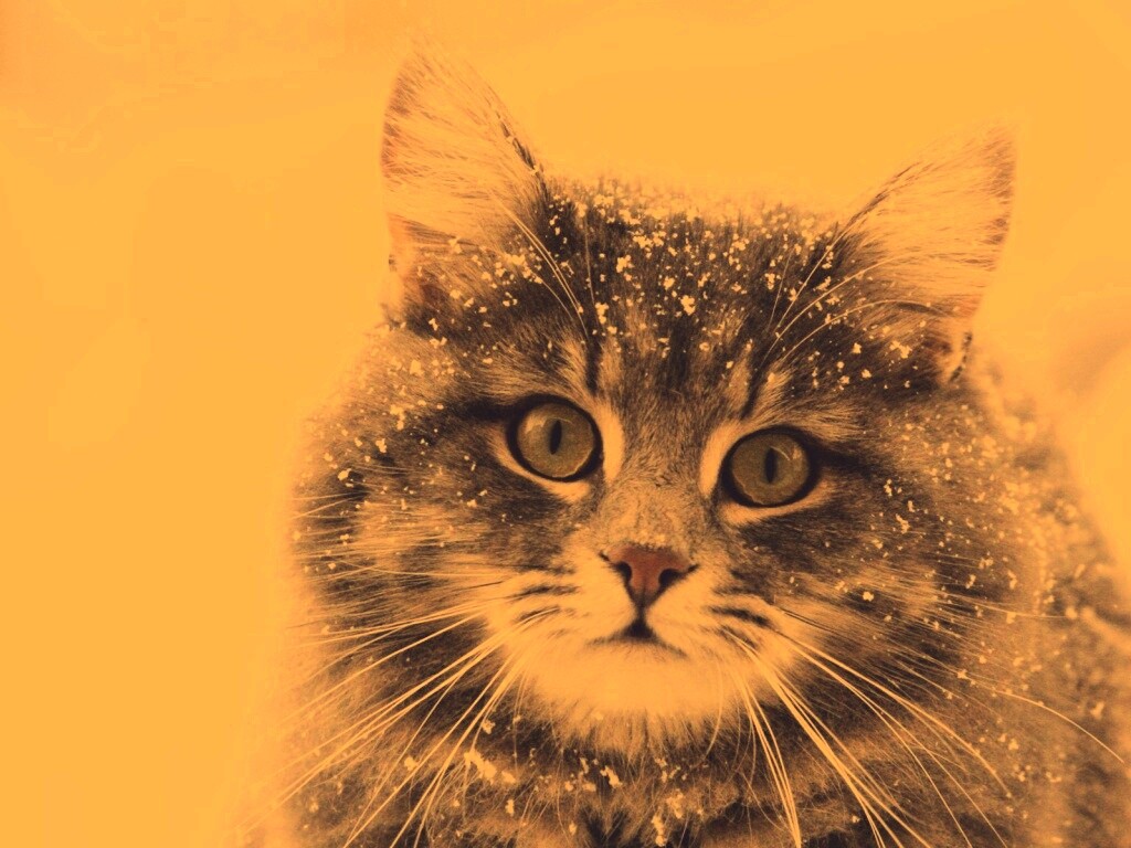 Кот в снегу обои
