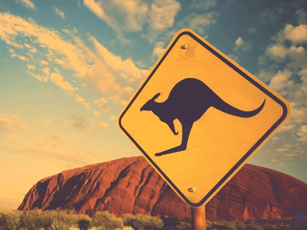 Осторожно, кенгуру! обои