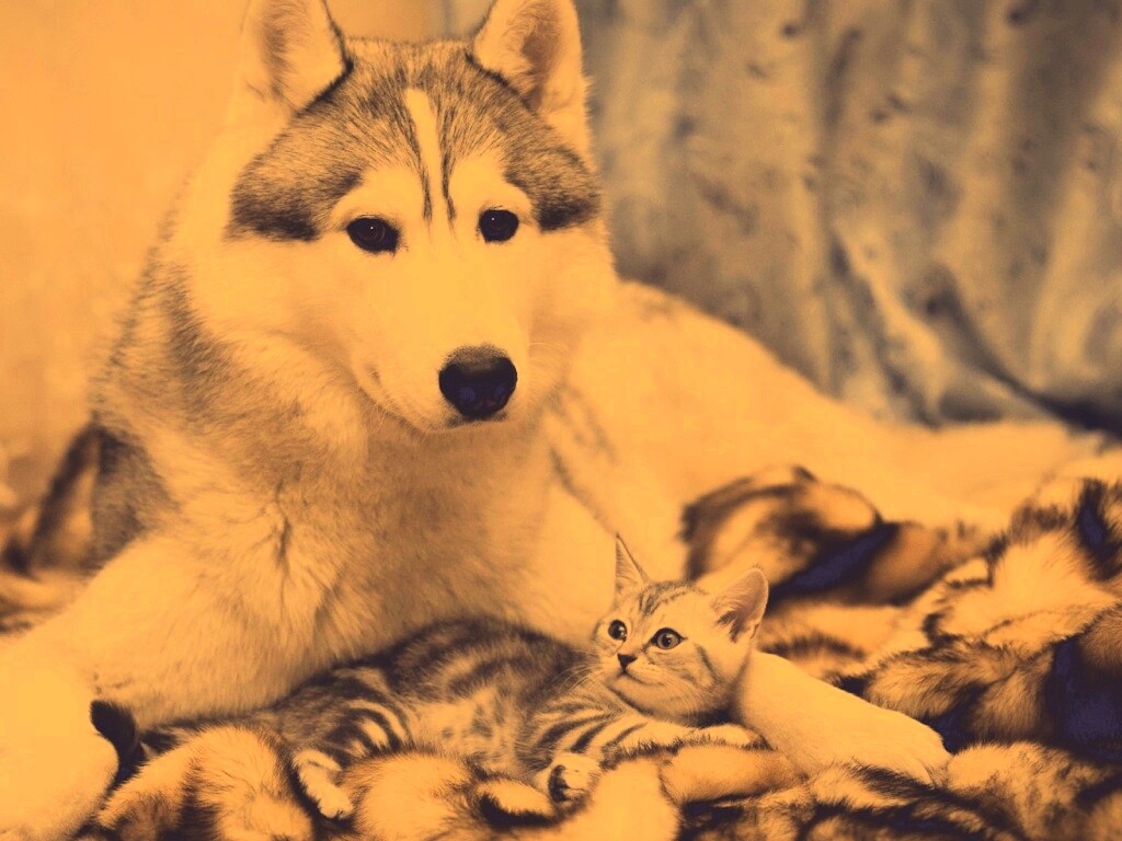 Собака и котенок обои