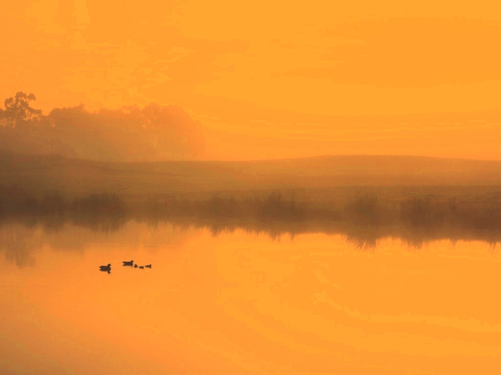 Ducks on a Misty Pond обои