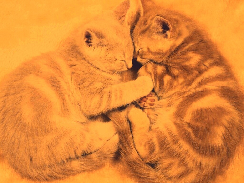 Рыжие котята в обнимку обои