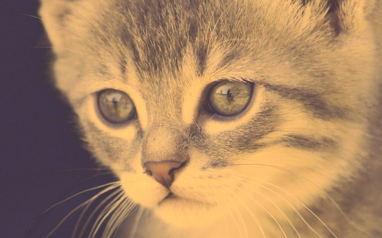 Мордочка котёнка обои