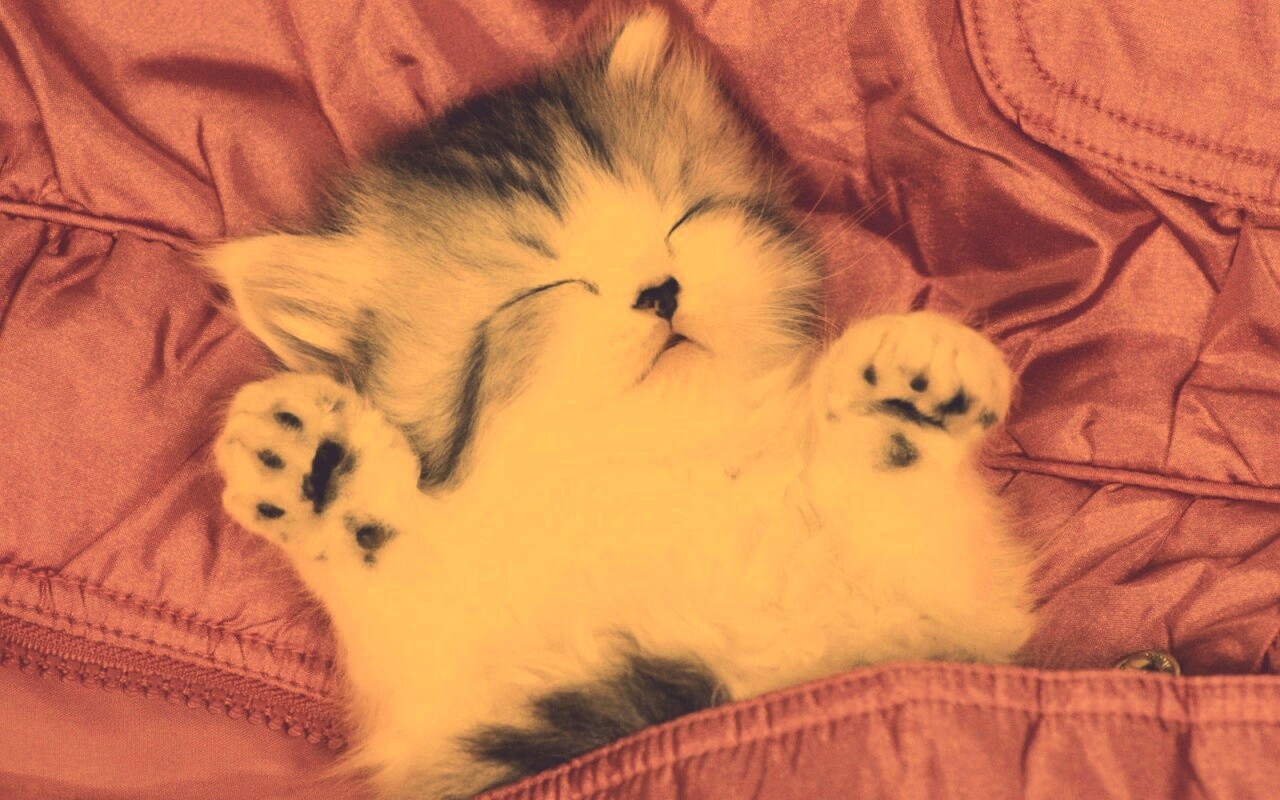 Котенок на розовой куртке обои