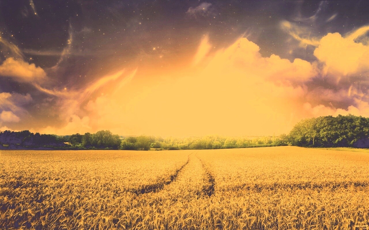 Поле обои