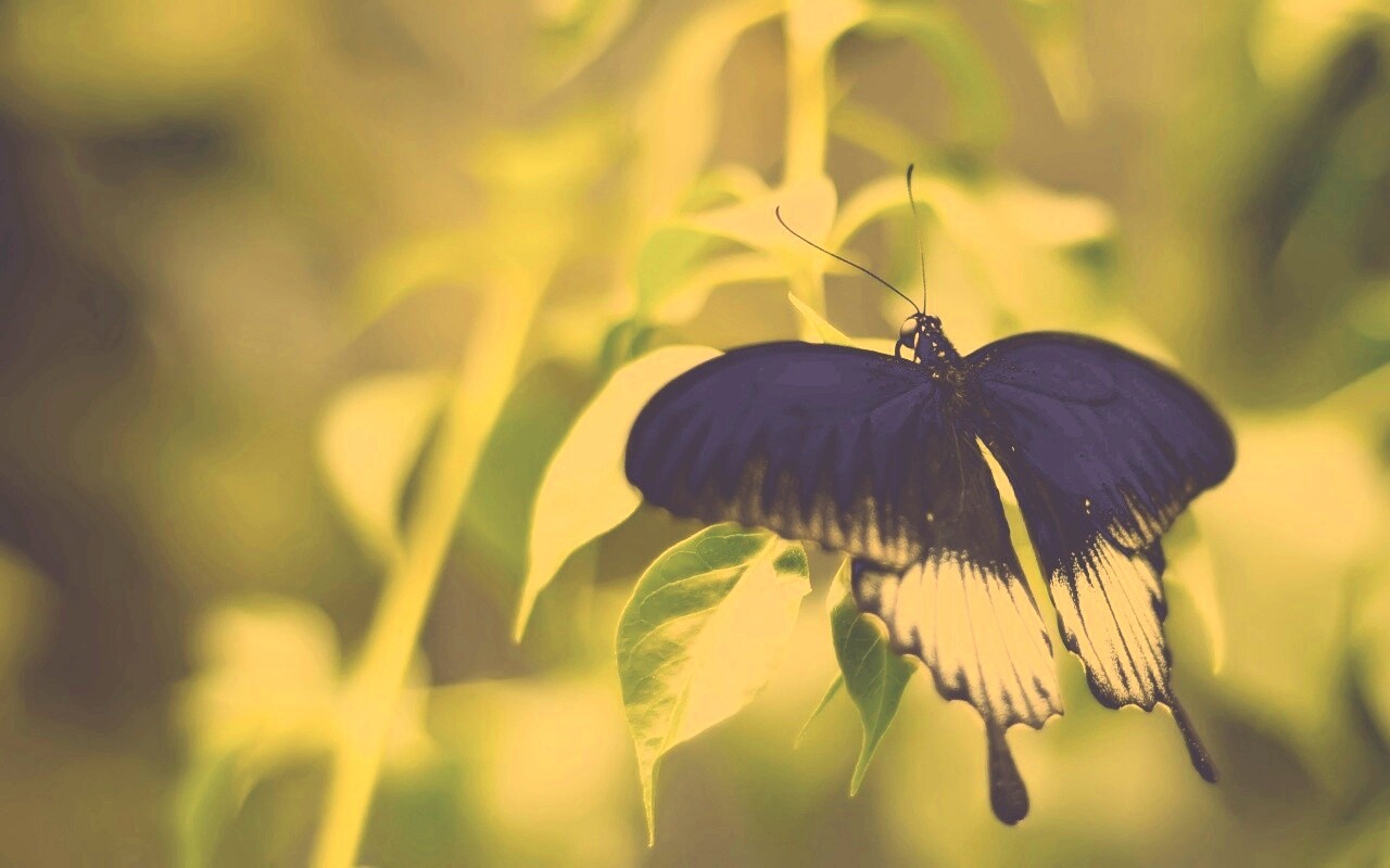 Бабочка с чёрно-белыми крыльями обои