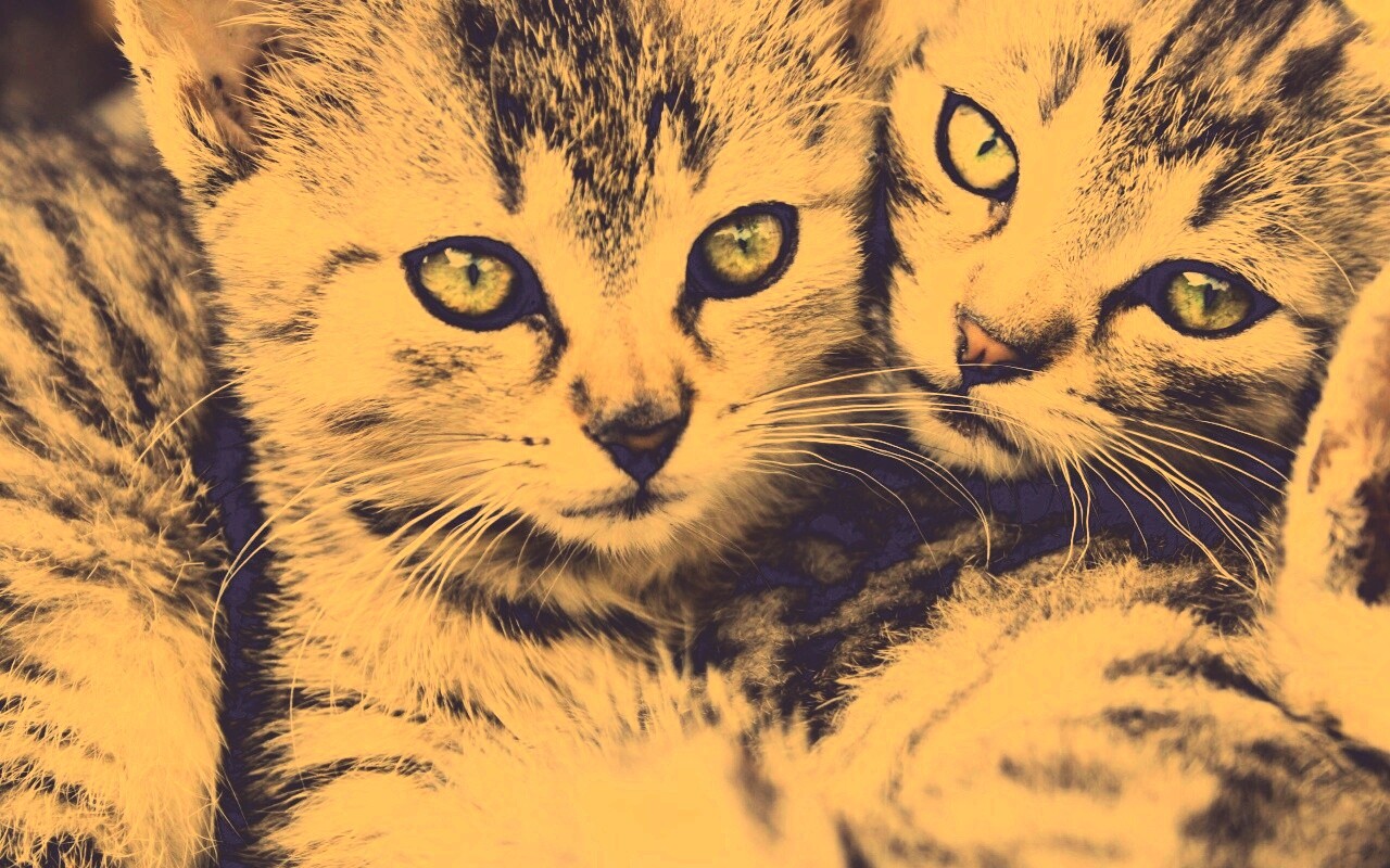 Котята в обнимку обои