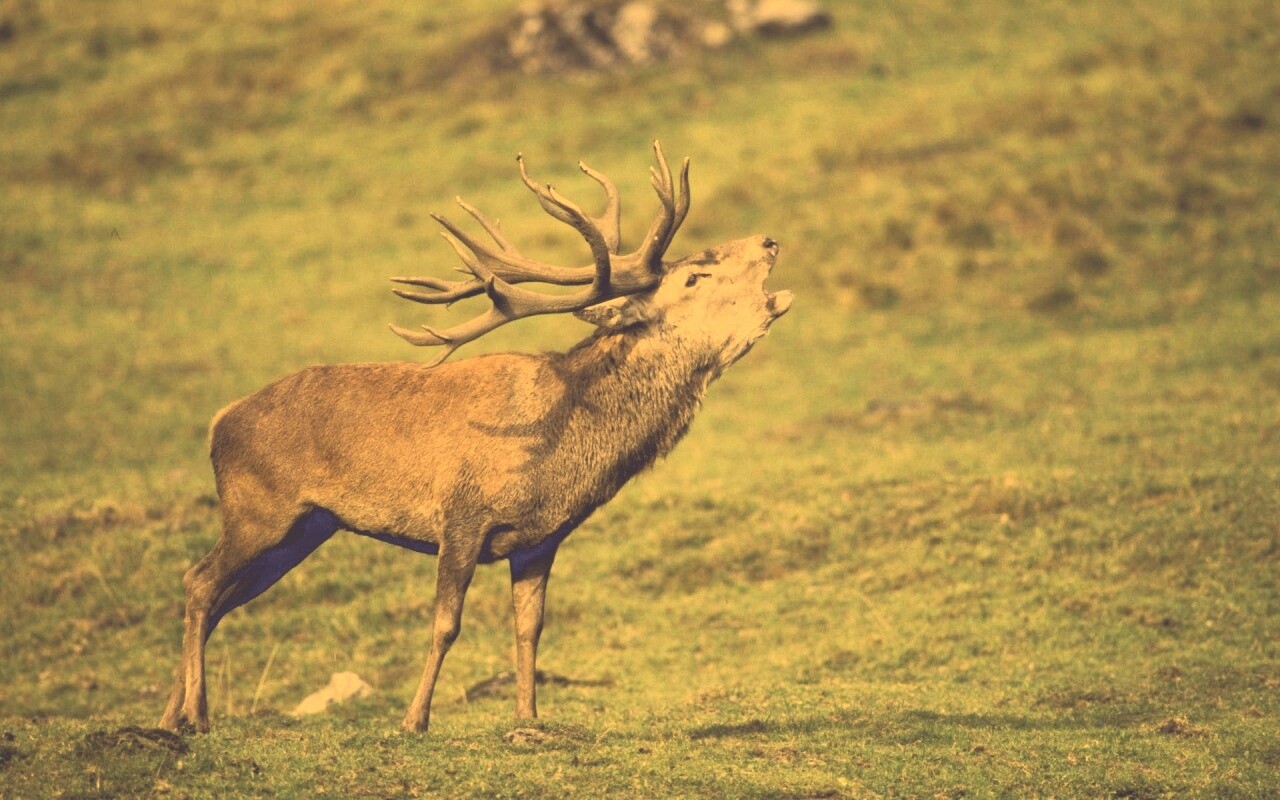 Лось зовёт сородичей обои