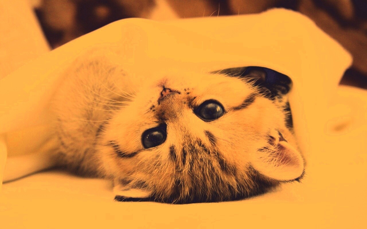 Котёнок вверх ногами обои