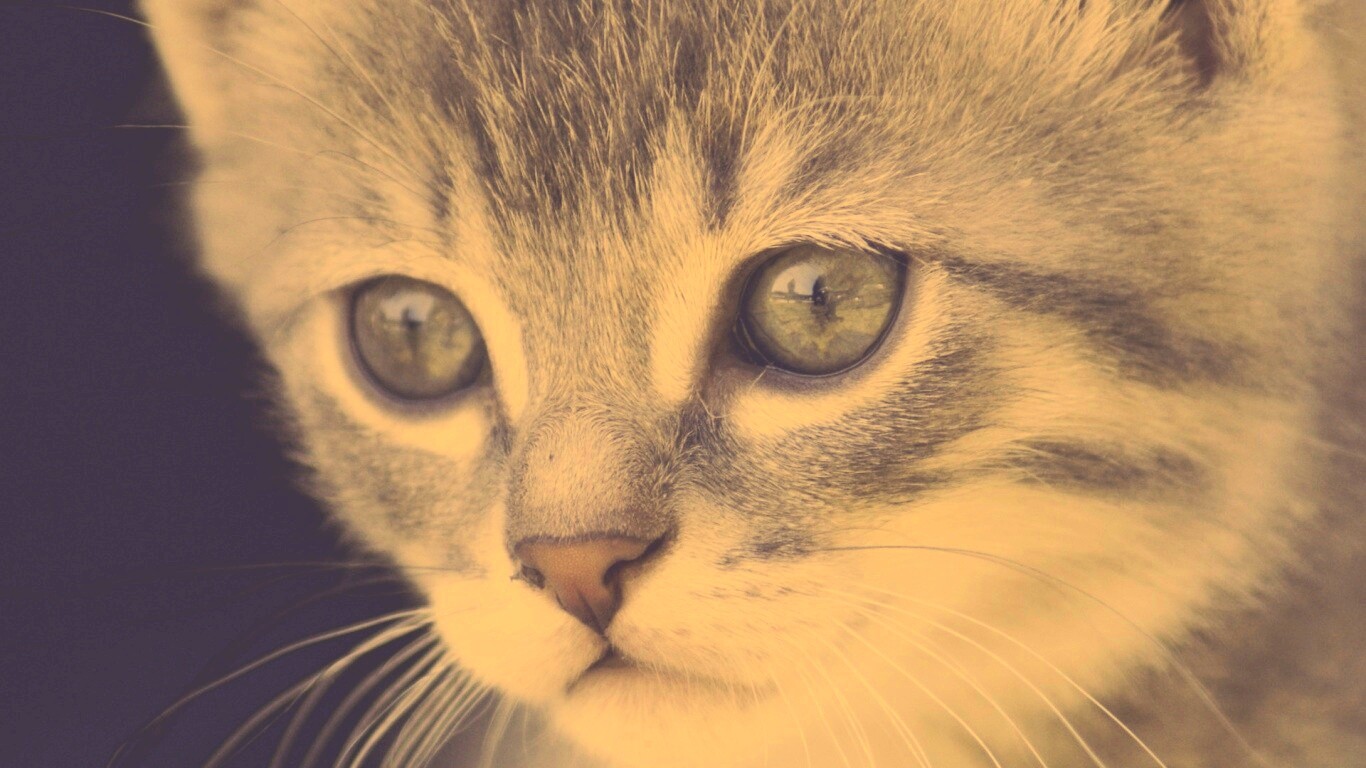 Мордочка котёнка обои