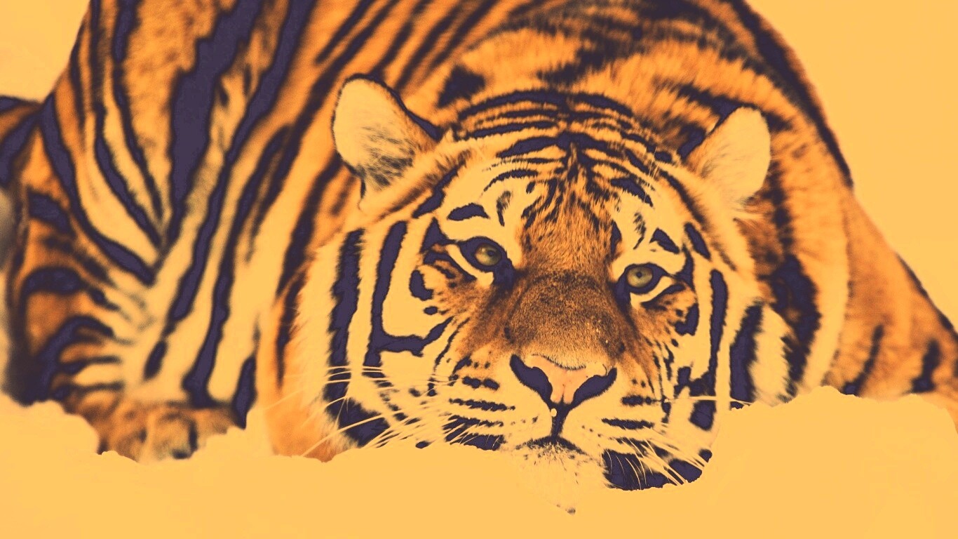 Тигр в снегу обои