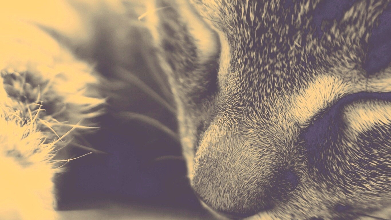 Мордочка кота обои