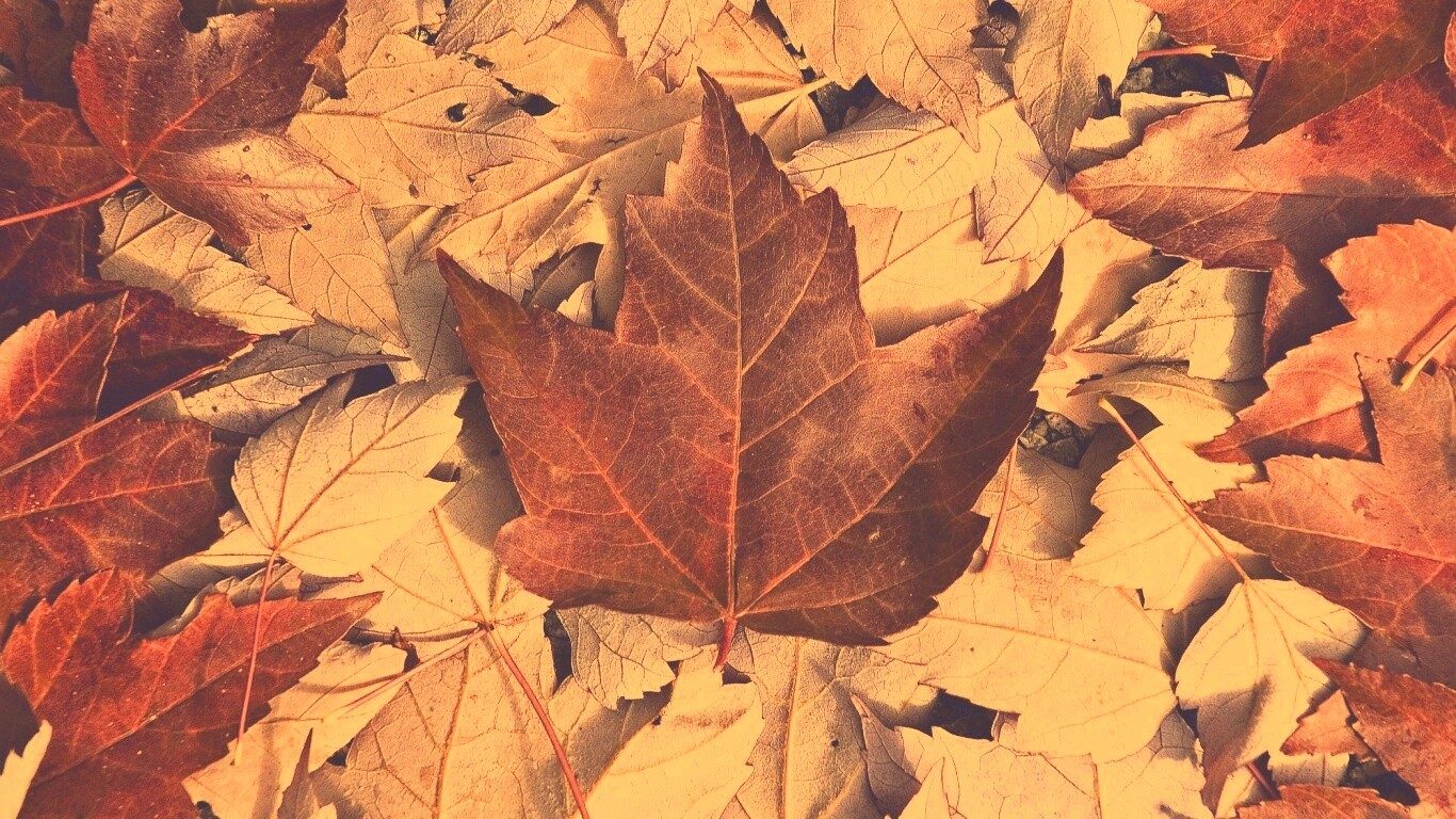 Флаг Канады из листьев обои