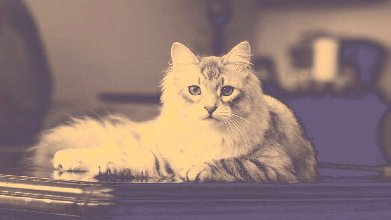 Кот благородных кровей обои