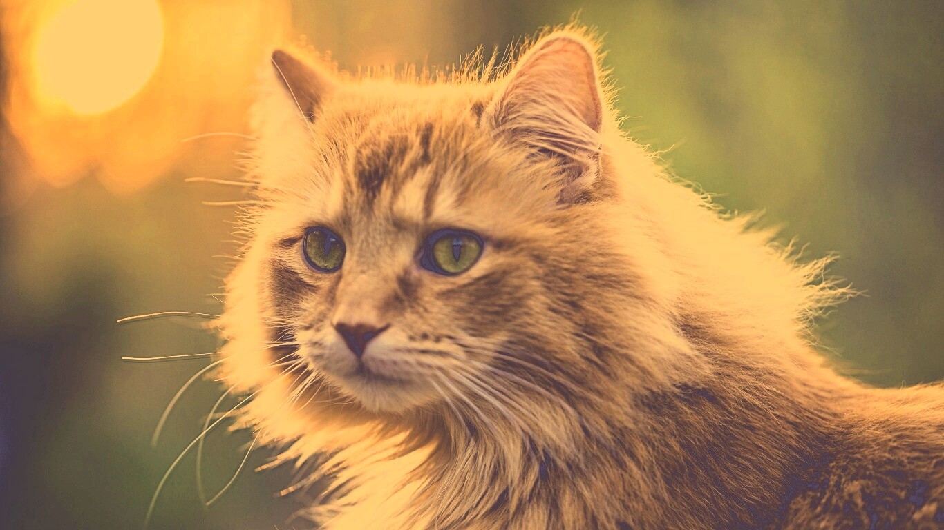 Рыжий кот в лучах солнца обои