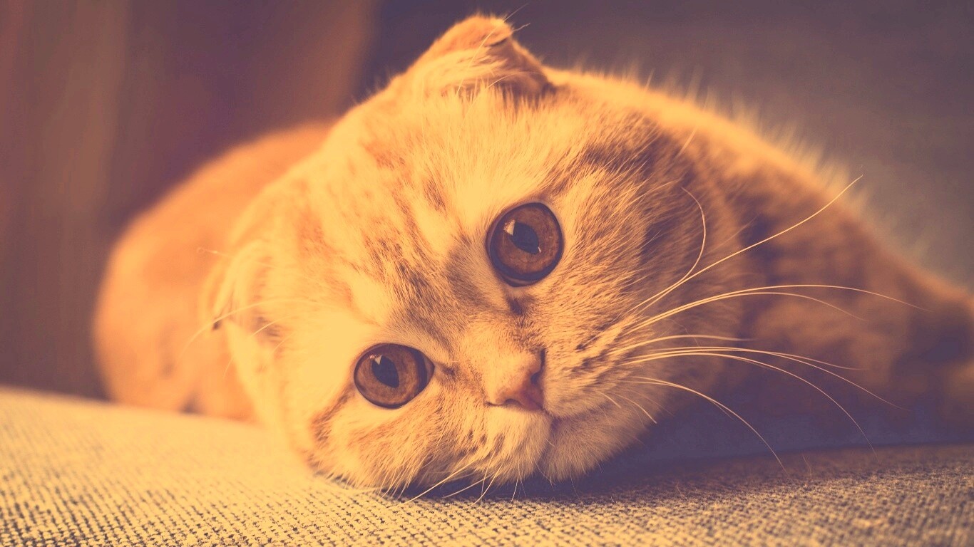 Скоттиш фолд рыжий обои