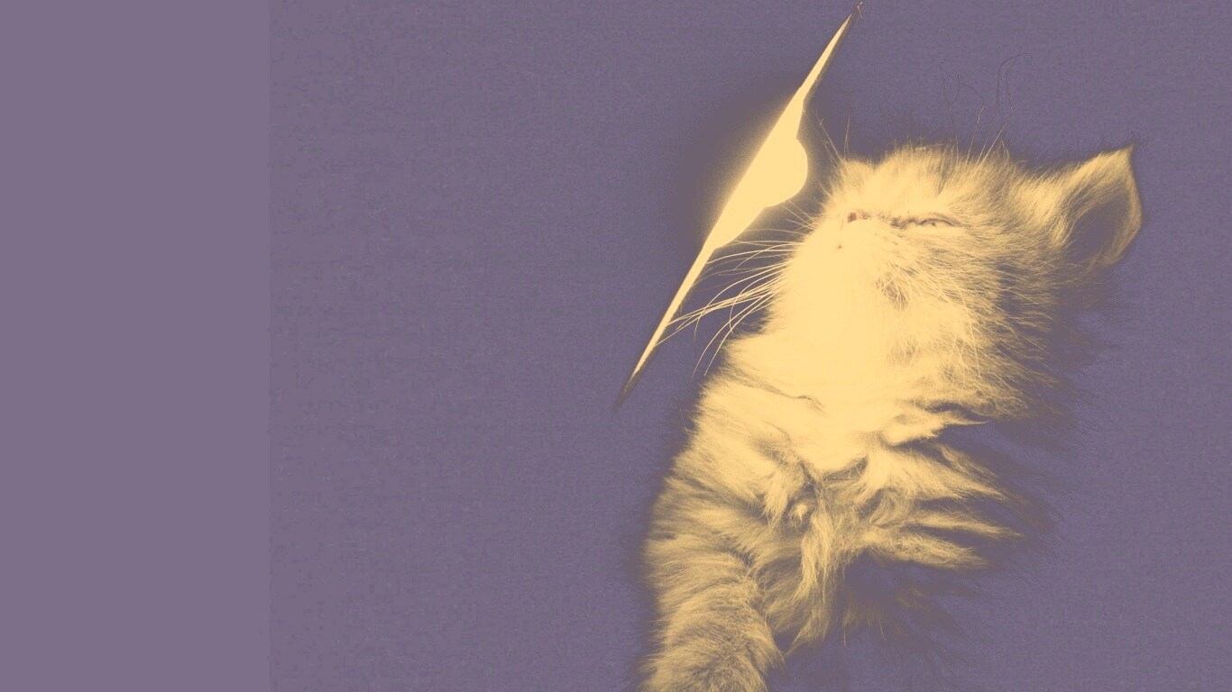 Котя на свету обои