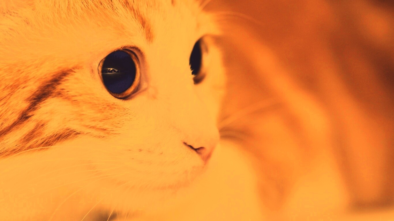 Кот с большими глазами обои