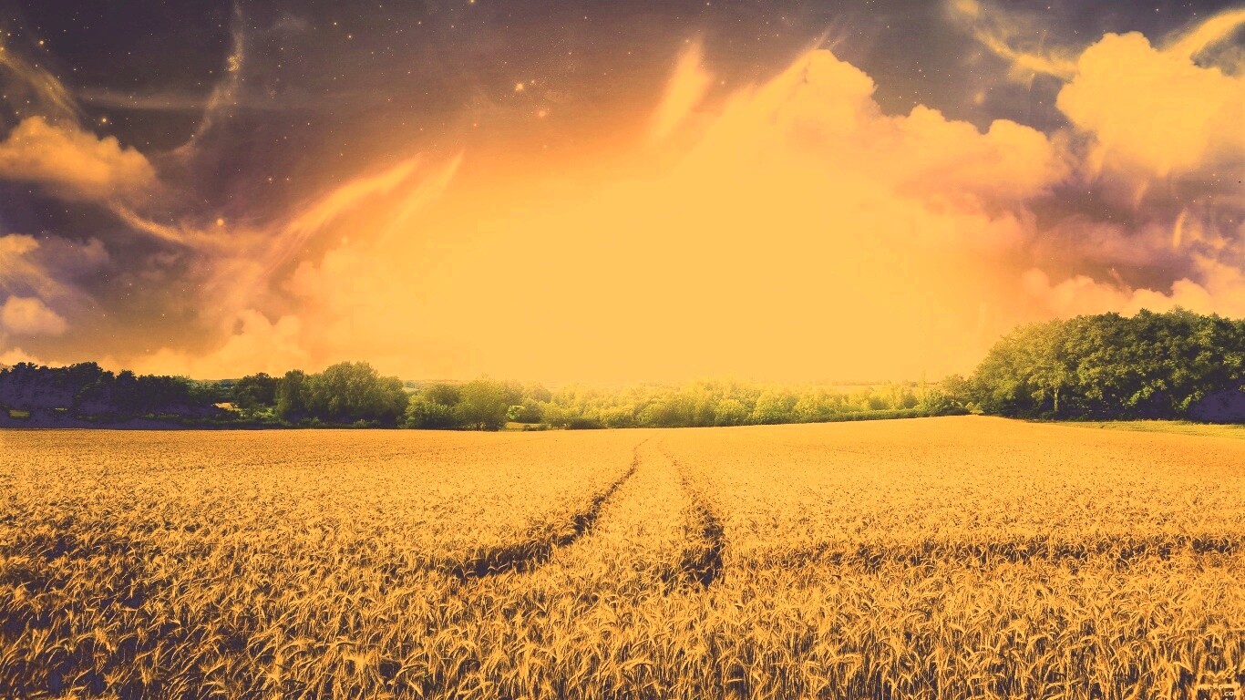 Поле обои