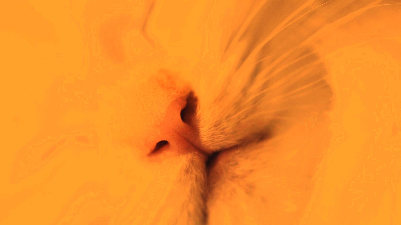 Кошачья мордочка обои