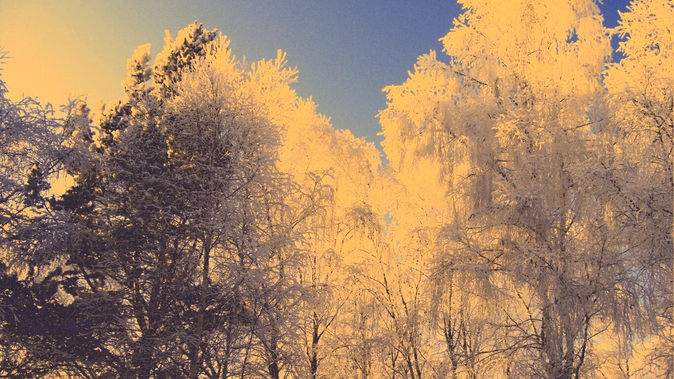 Замерзший лес обои