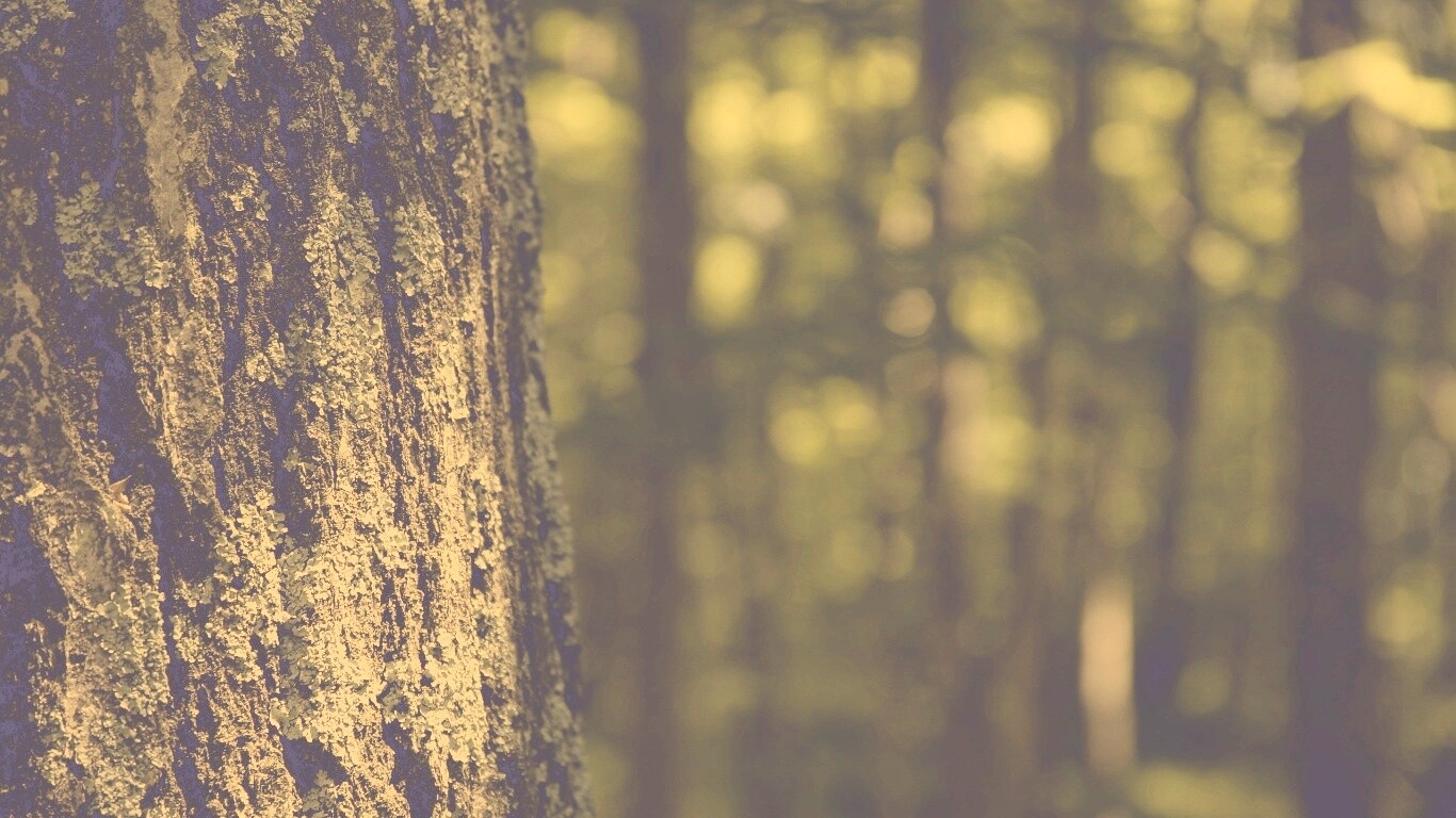 Ствол дерева обои