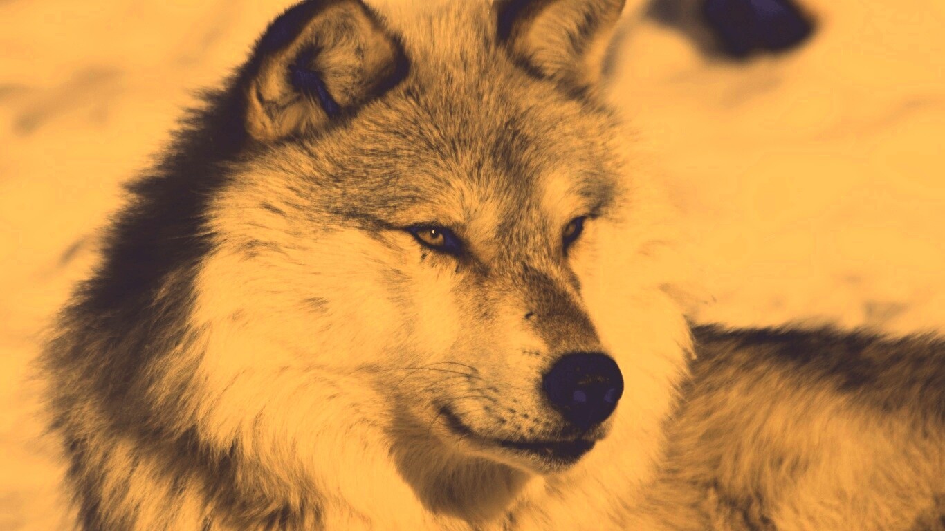 Лайка на снегу обои