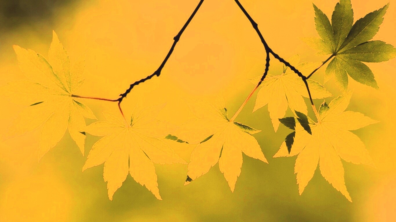 Зелёные листья обои