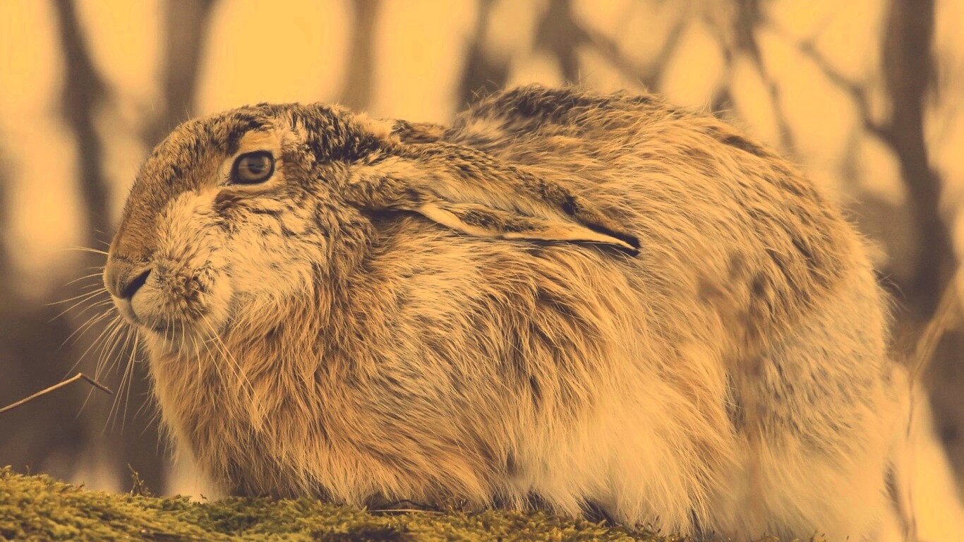 Нахохлившийся заяц-русак обои