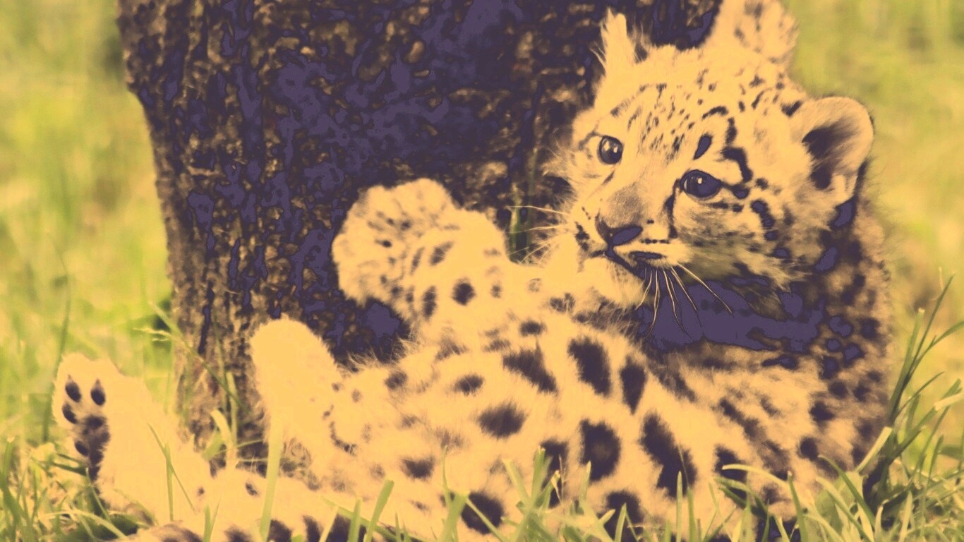 Котенок большой дикой кошки обои